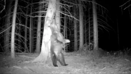 Kamera snimila medvjeda