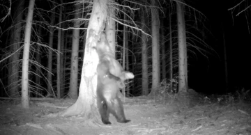 Kamera snimila medvjeda