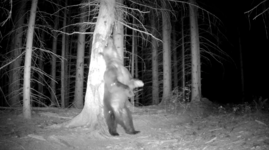 Kamera snimila medvjeda