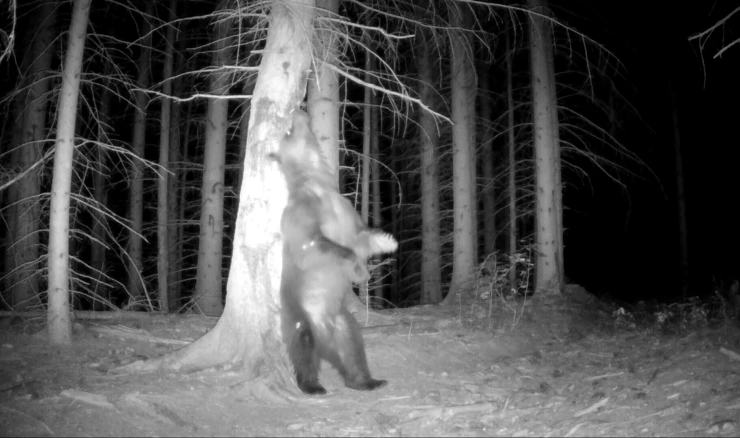 Kamera snimila medvjeda