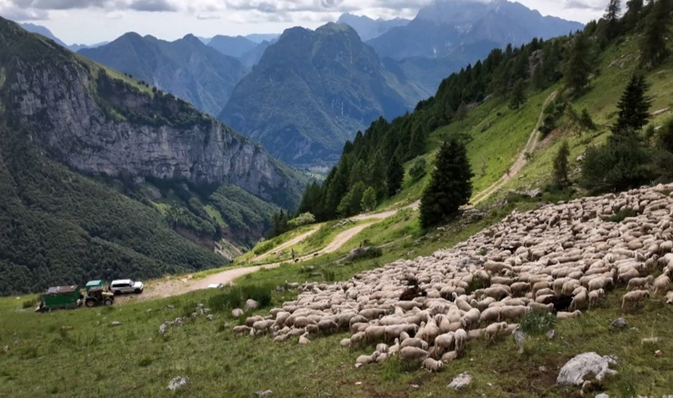 Ovčji raj