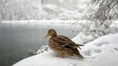 Boris Scitar/Vecernji list/PIXSELL, Foto: -/-