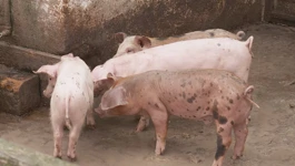 Afrička svinjska kuga