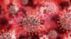 Virus