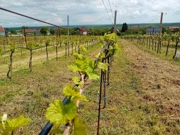 Mladi vinograd na pokušalištu FAZOS-a u Mandićevcu, Foto: M.Milas/Radio Osijek