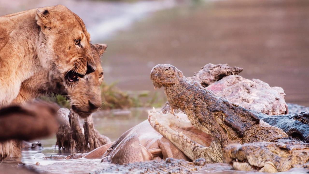 Ponedjeljak, 27. travnja na Drugom , Foto:  Katavi/dokumentarna serija 