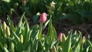 TulipGarden