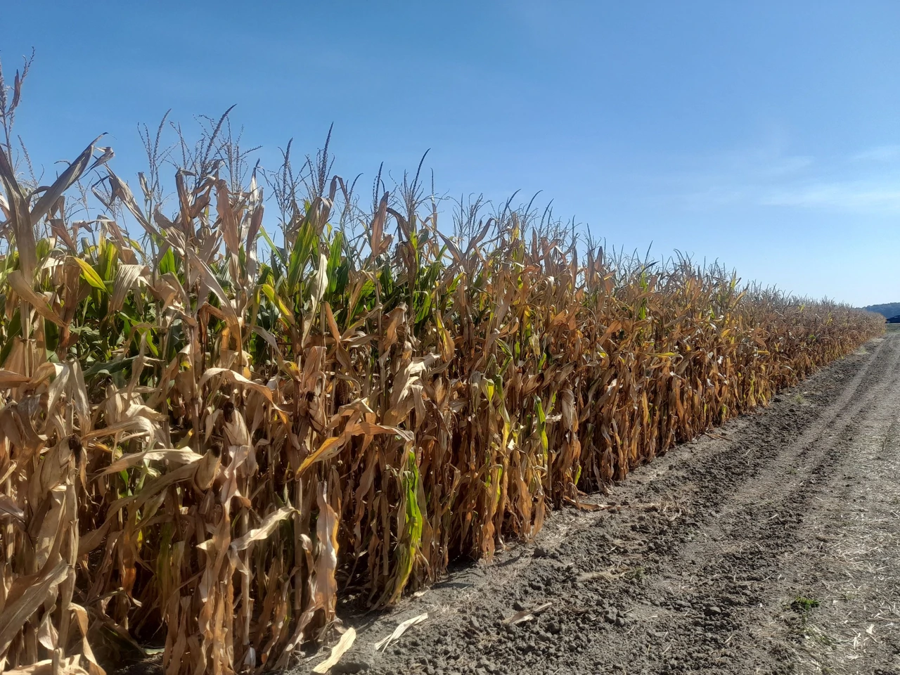 Kukuruz, Foto: M.Milas/Radio Osijek