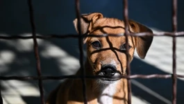 Sklonište za životinje