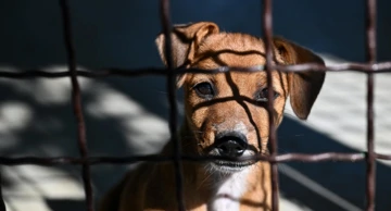 Sklonište za životinje