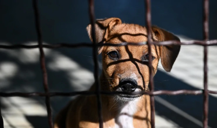 Sklonište za životinje