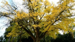 Ginko biloba od milja nazvan Adam