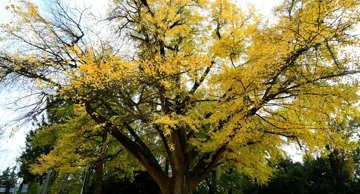 Ginko biloba od milja nazvan Adam