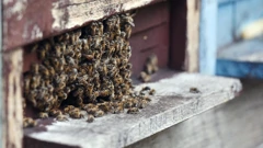 Pomor pčela zbog korištenja zabranjenih pesticida