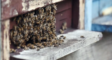 Pomor pčela zbog korištenja zabranjenih pesticida