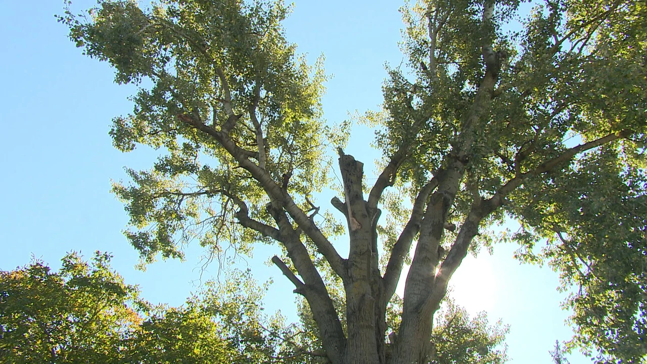 Petak, 14. studenog na Prvom 