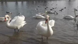 Labudovi na Korani u Karlovcu
