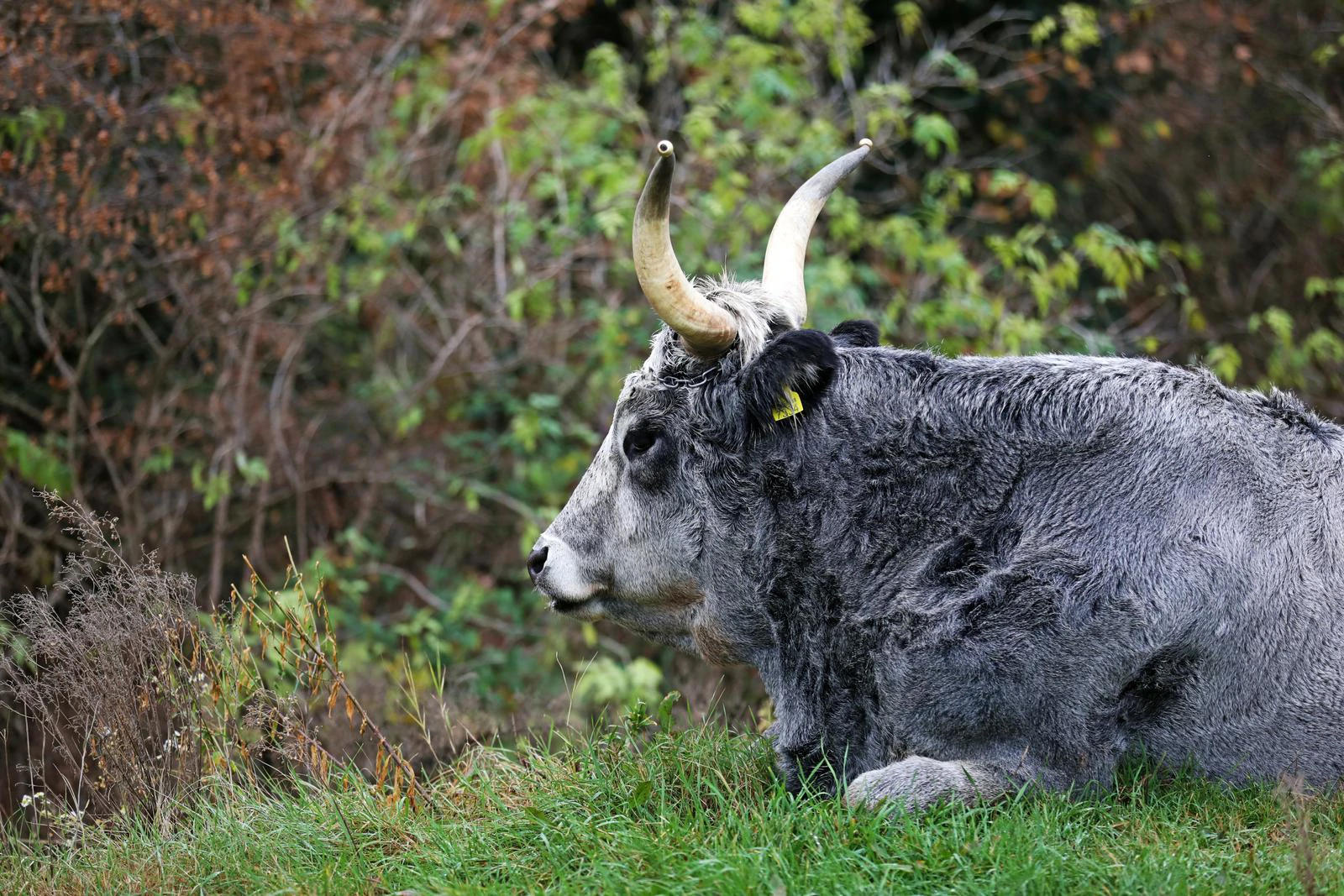 Autohtone istarske pasmine ponovno dobivaju na važnosti