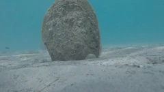 Bebe periske