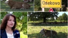 Sve više zaraženih od bedrenice