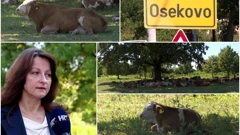 Sve više zaraženih od bedrenice