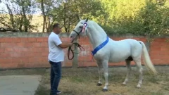 Slavonski lipicanci