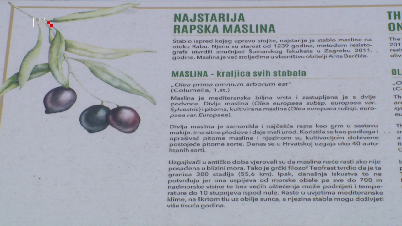 Najstarija rapska maslina
