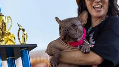 Petunia