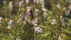Pčele, Foto: Dnevnik u podne/HRT