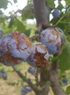 Šteta nakon nevremena, Foto: HTV/HRT