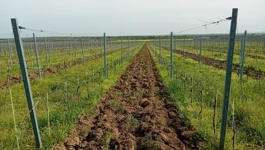 Sadnja novih nasada vinove loze u Erdutskim vinogradima