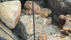 Obitelj gundija, Foto: ZOO Zagreb/ZOO Zagreb