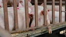 The virus affects pigs and wild boar