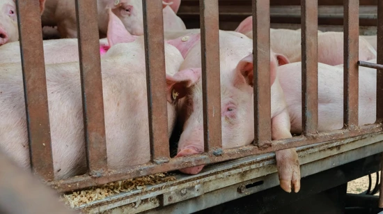 The virus affects pigs and wild boar