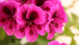 Pelargonije na prozorima