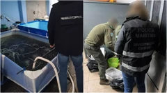 Jegulje su vrijedne 13 milijuna eura