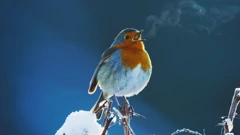 Nedjelja, 29. ožujka na Prvom, Foto: Stoljeće legende: Čudotvorni pjev/dokumentarni film