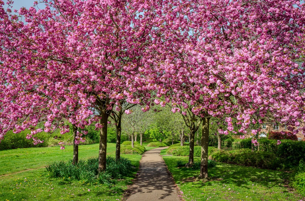 "Promatrajte cvijeće i uživajte u romantici" 