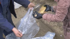 Kupnja šarana za Badnjak na ribnjaku, Foto: Dnevnik/HTV/HRT