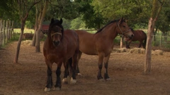 Nedjelja, 22. ožujka na Prvom, Foto: Čovjek i konj/HRT
