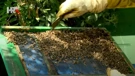 Thousands of bees die 