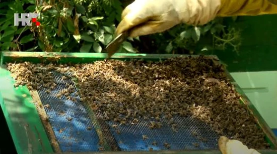 Thousands of bees die 