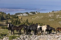 Utorak, 16. prosinca na Prvom , Foto: Samir Kurtagi/HRT