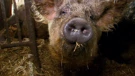 Mađarska Mangalica, franačka Wollschwein