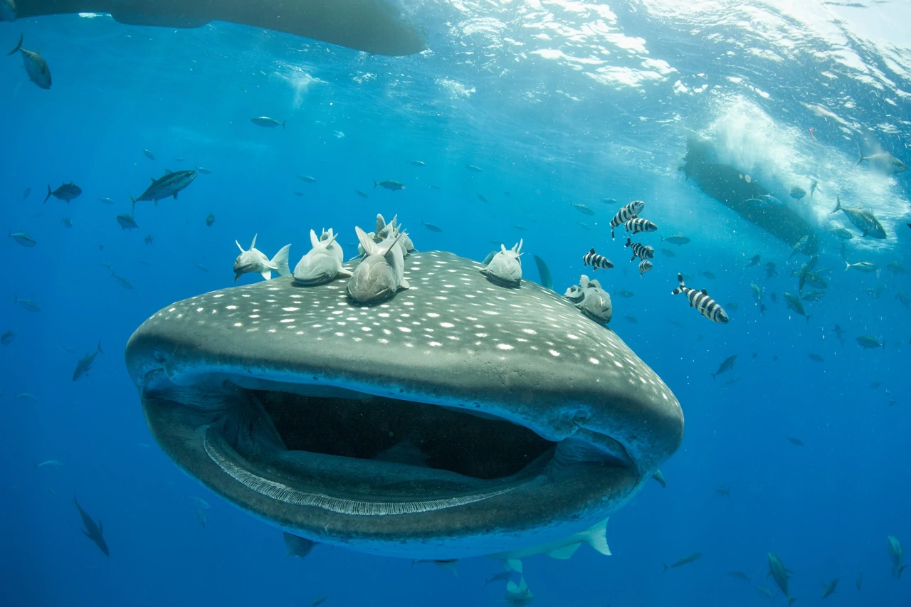 Ponedjeljak, 17. studenog na Drugom 