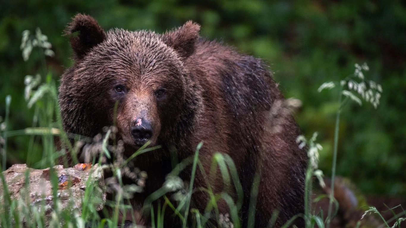 Medvjedi u zimski san gotovo i ne odlaze, viđen je jedan kod Pazina