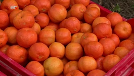 Klementine