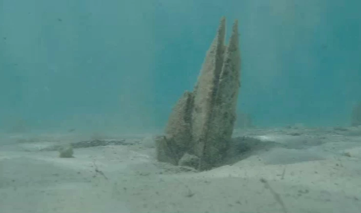 Plemenita periska