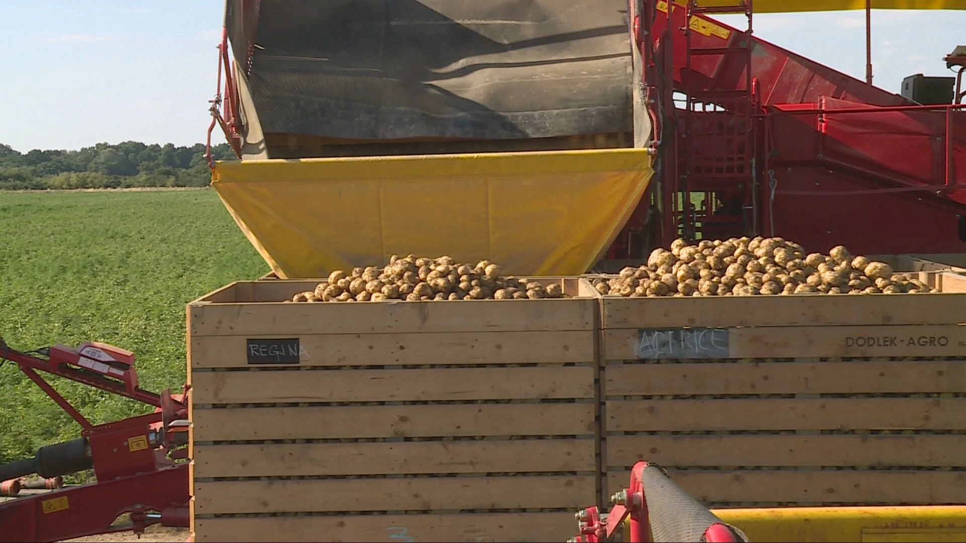 Hrvatska gubi samodostatnost u krumpiru