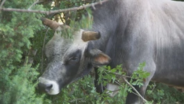 Buša